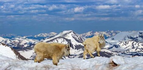 Photos from the Field: Mountain Goats Walk Atop Mt. Evans Image